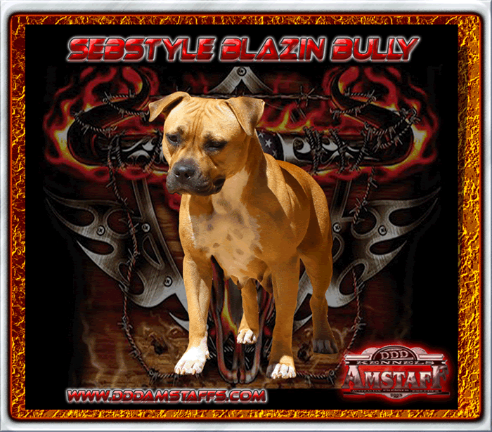 Sebstyle Blazin Bully